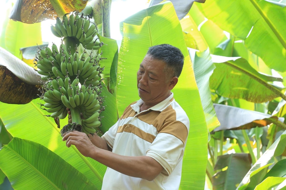 Gia đình ông Lợi chuyển đổi hơn 5 sào đất vườn tạp sang trồng chuối. Ảnh: Thanh Tiến.