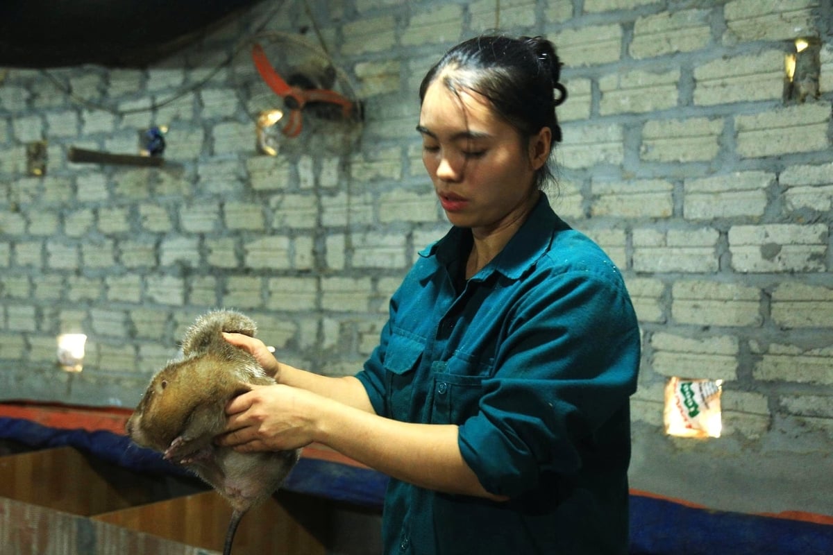 Công việc nuôi dúi chỉ là việc làm thêm trong ngày nhưng mang lại thu nhập gần 100 triệu đồng/năm cho gia đình chị Cương. Ảnh: Thanh Tiến.