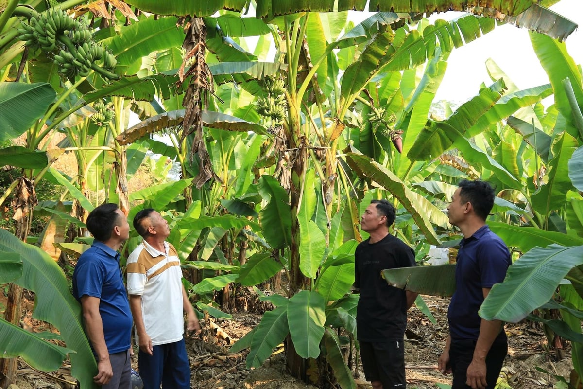 Xã Lâm Giang đang định hướng cho các hộ dân liên kết sản xuất để phát triển cây chuối ngự bền vững. Ảnh: Thanh Tiến.