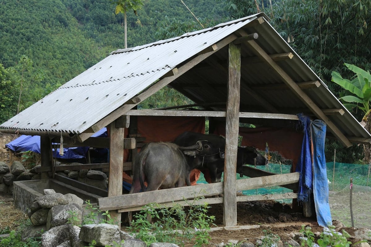 Việc hỗ trợ trâu, bò giống phù hợp với điều kiện sản xuất của người dân vùng cao. Ảnh: Thanh Tiến.