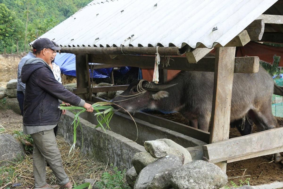 Được tặng trâu giống, anh Thái đã sửa lại chuồng trại kiên cố hơn. Ảnh: Thanh Tiến.