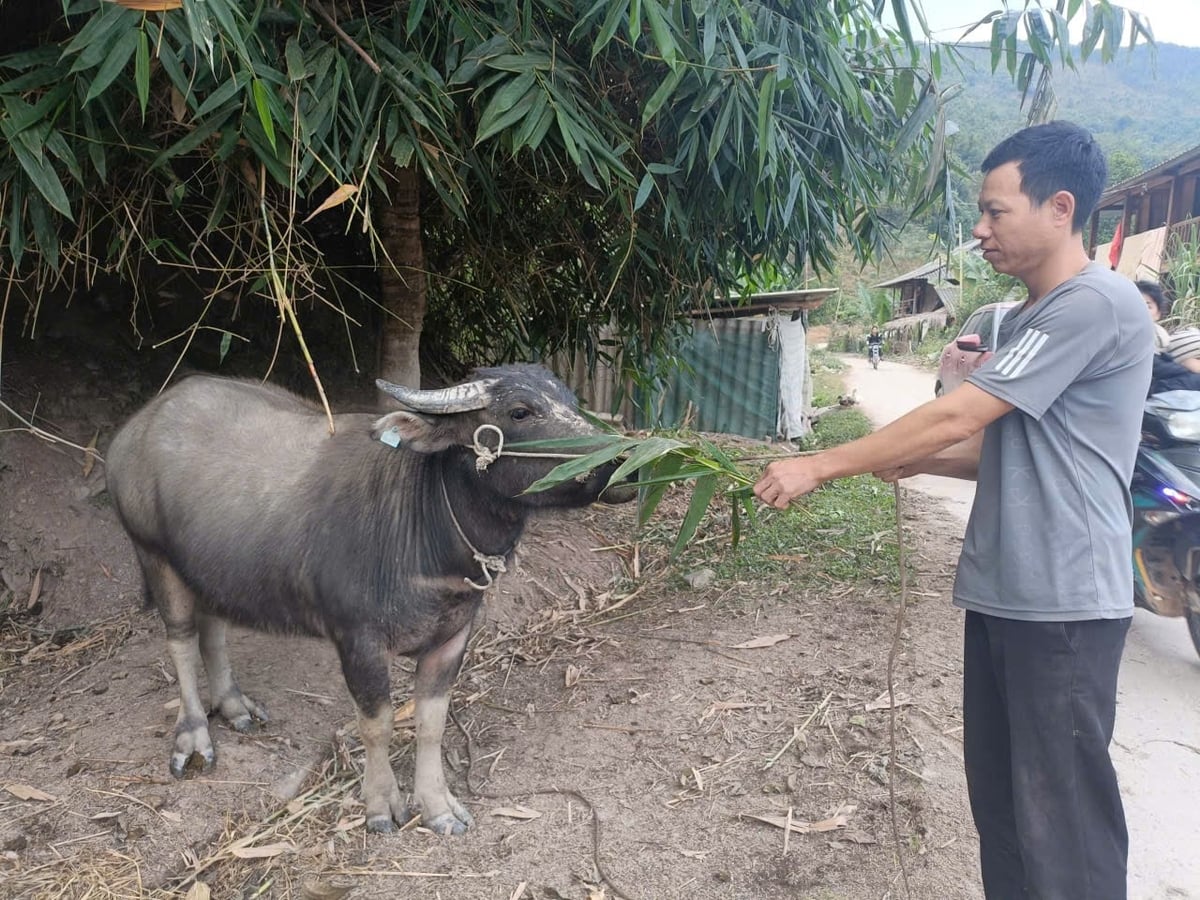 Anh Khánh bên con trâu cái sắp sinh sản. Ảnh: Thanh Tiến.