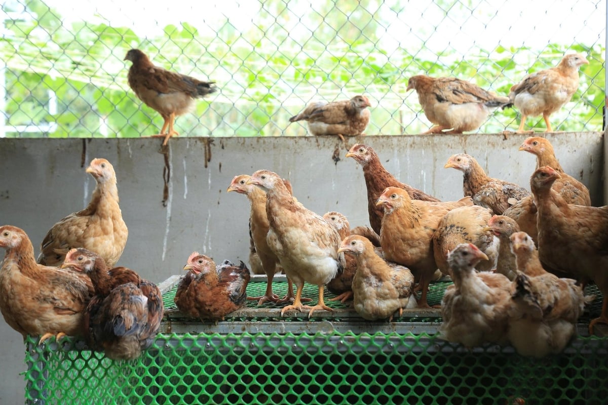 Các hộ dân được hỗ trợ đã sửa sang lại chuồng trại để đảm bảo cho đàn gà phát triển tốt. Ảnh: Thanh Tiến.