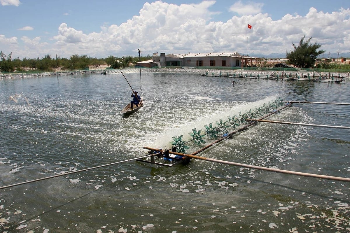 Chế phẩm vi sinh đang ngày càng được sử dụng rộng rãi trong nuôi trồng thủy sản. Ảnh: Hồng Thắm.