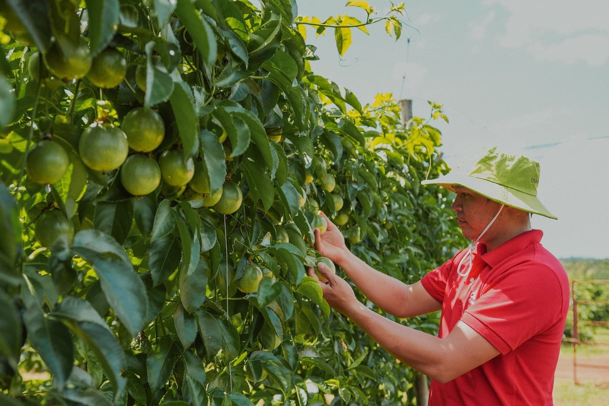 Giống chanh leo của Nafoods luôn đảm bảo chất lượng, cho quả sai trĩu. Ảnh: Tuấn Anh.