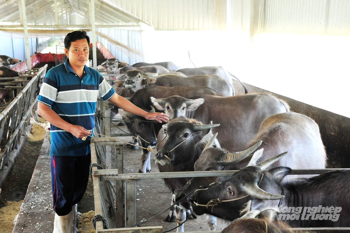 Mô hình nuôi trâu theo hướng khép kín, kiểm soát dịch bệnh nghiêm ngặt giúp giảm rủi ro, nâng cao năng suất và chất lượng sản phẩm. Ảnh: Lê Hoàng Vũ.
