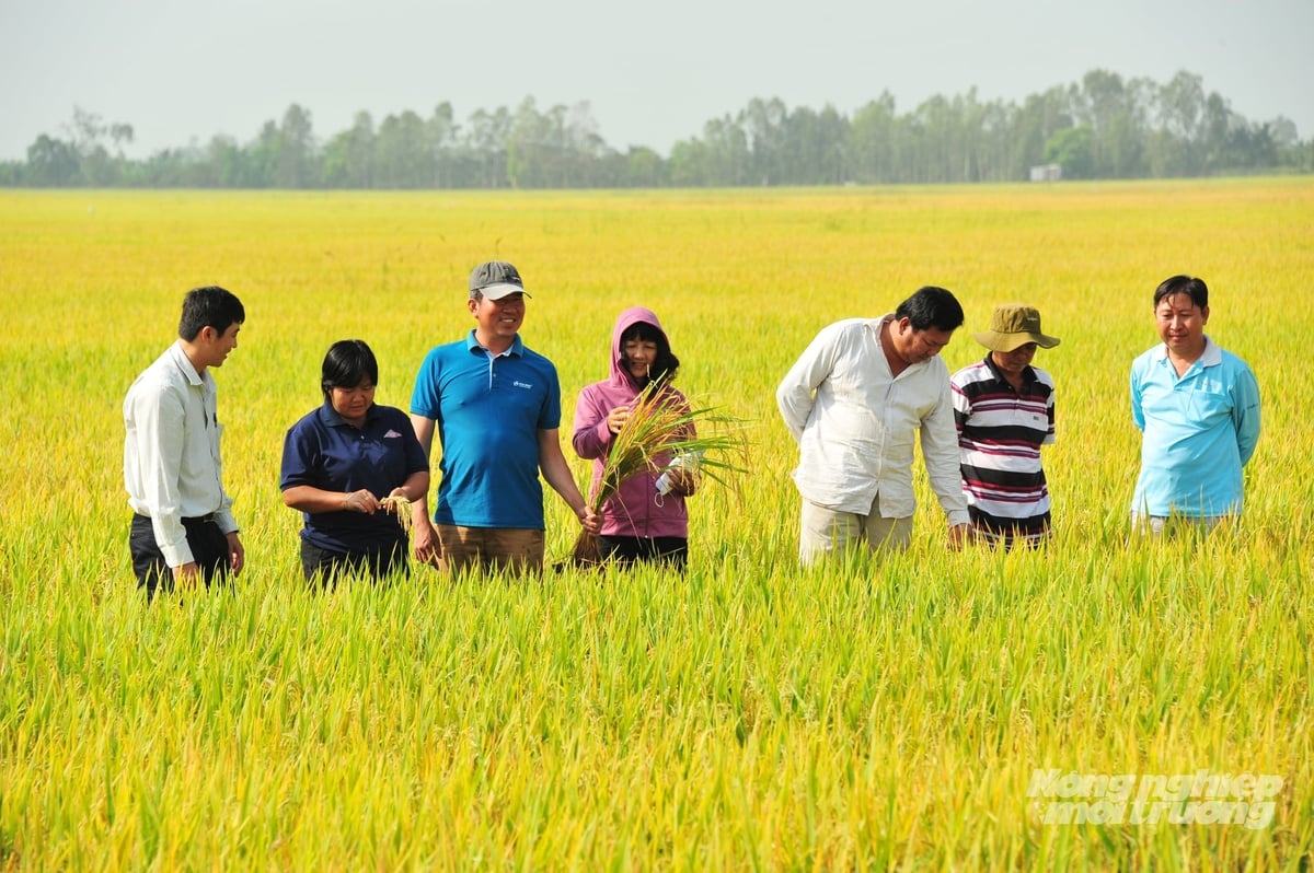Lãnh đạo Trung tâm Khuyến nông An Giang cùng nông dân và HTX cùng thăm đồng, đánh giá sinh trưởng lúa trong vùng sản xuất lúa chất lượng cao, giảm phát thải tại An Giang. Ảnh: Lê Hoàng Vũ.