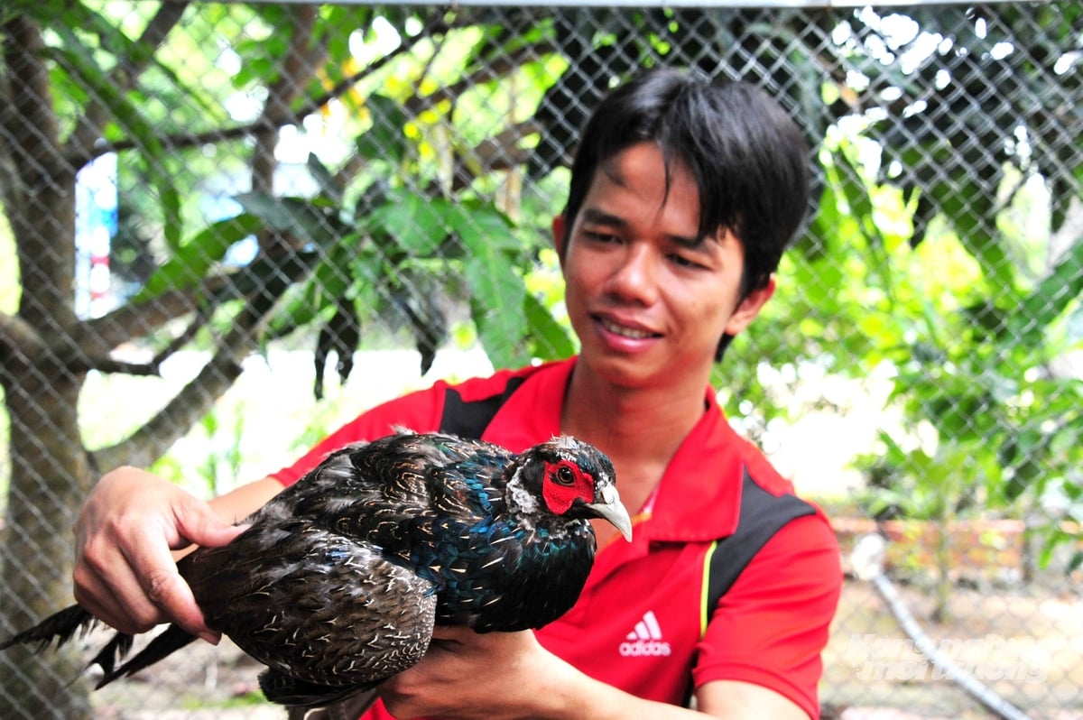 Người dân áp dụng quy trình chăn nuôi an toàn sinh học, vệ sinh chuồng trại thường xuyên, tạo ra sản phẩm đáp ứng nhu cầu thị trường. Ảnh: Lê Hoàng Vũ.