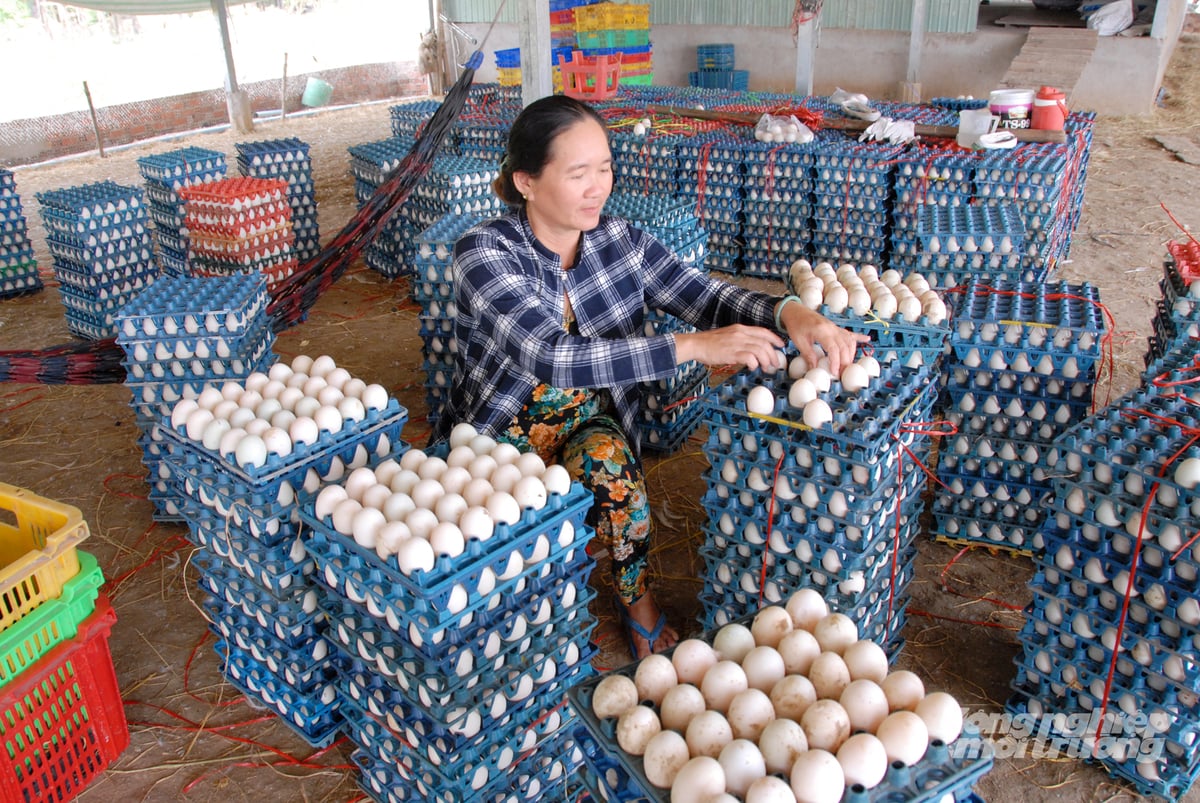 Nhiều hộ và doanh nghiệp tại TP Cần Thơ đầu tư mở rộng quy mô, liên kết sản xuất, tiêu thụ, nâng cao giá trị ngành chăn nuôi. Ảnh: Lê Hoàng Vũ.