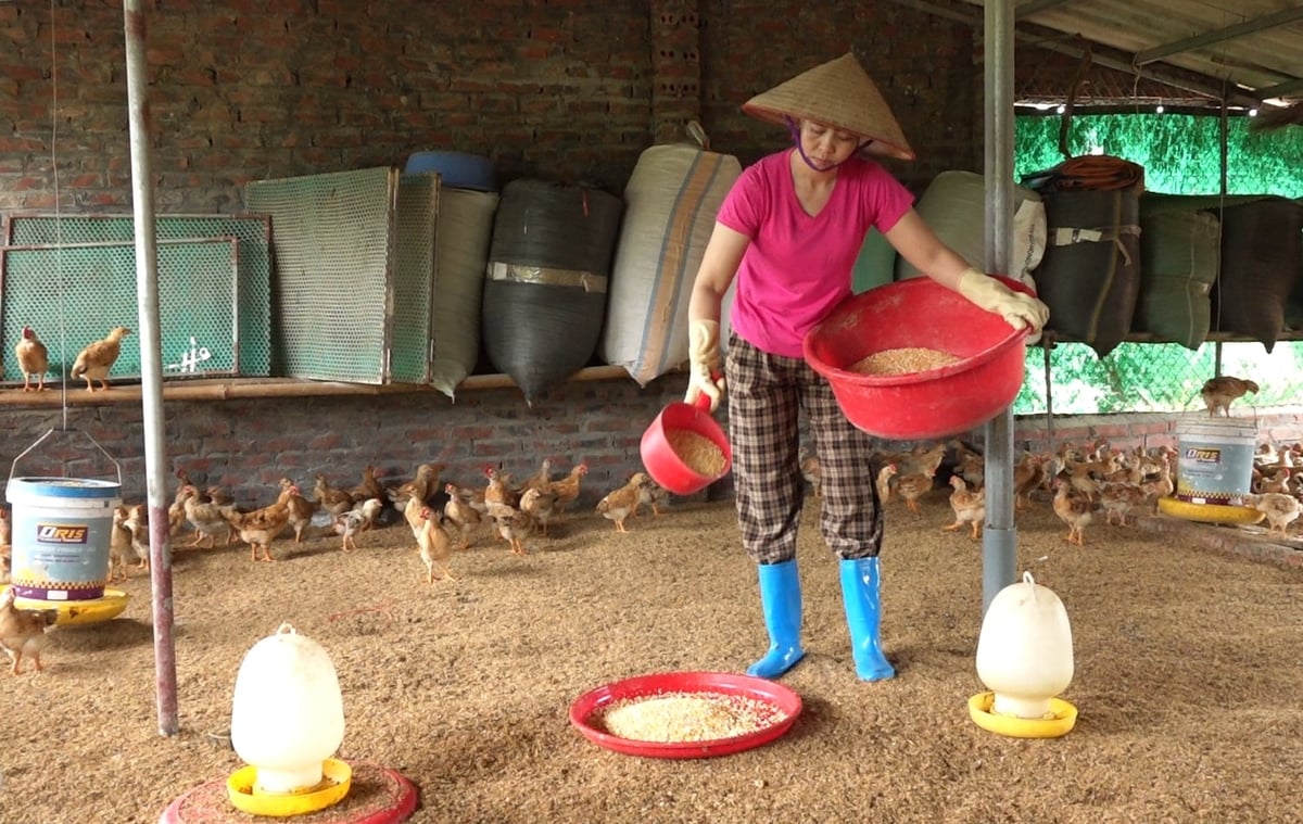 Mô hình chăn nuôi gà bản Đầm Hà (xã Quảng Tân) cho thu nhập ổn định. Ảnh: Nguyễn Thành.