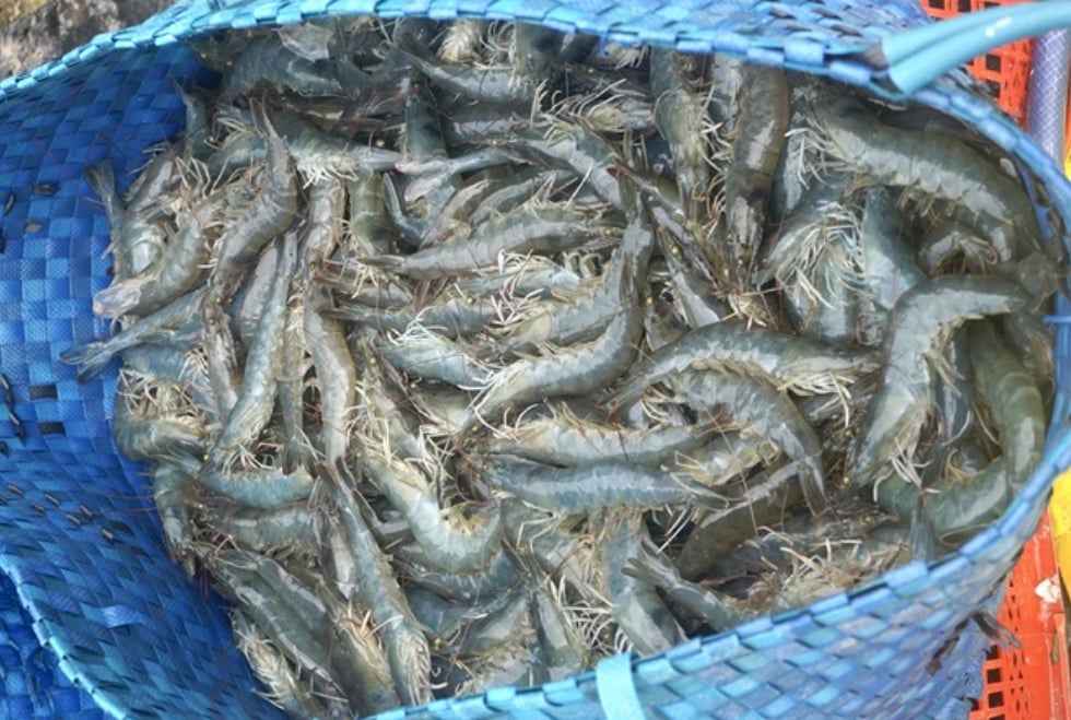 Chuẩn bị nguồn giống là khâu then chốt để ngành thủy sản đạt mục tiêu sản xuất 390 - 410 tỷ con giống vào năm 2026, trong đó trọng tâm là phát triển tôm bố mẹ trong nước. Ảnh: MH.