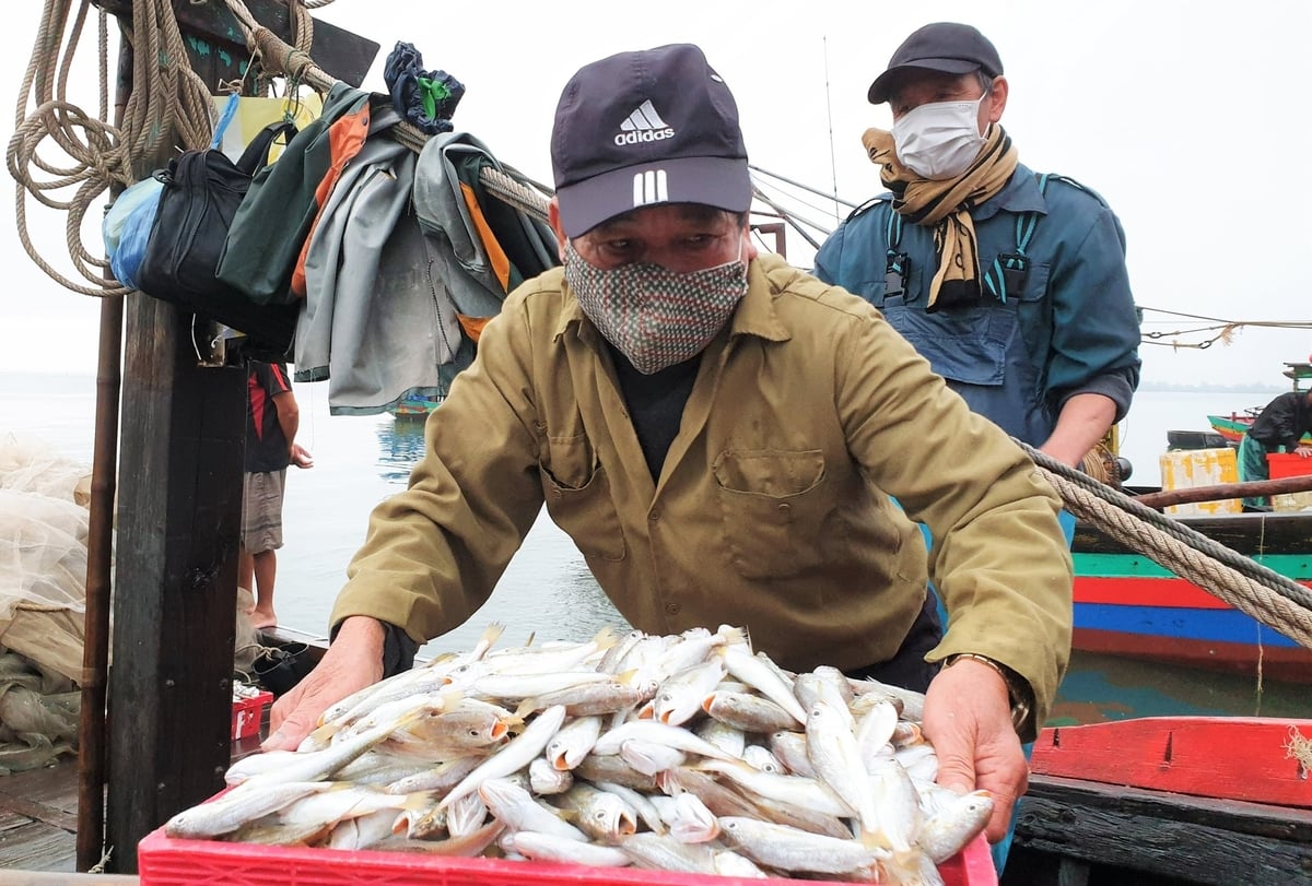 Cảng cá đi vào hoạt động tạo điều kiện thuận lợi cho ngành chức năng kiểm soát tàu thuyền ra vào cảng, truy xuất nguồn gốc hải sản. Ảnh: Hưng Phúc.