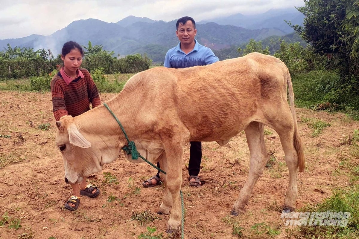Người dân các xã phía Tây Nam tỉnh Quảng Trị nhiều lần rơi vào tình trạng dở khóc dở cười khi nhận bò dự án thông qua hình thức đấu thầu. Ảnh: Tâm Phùng.