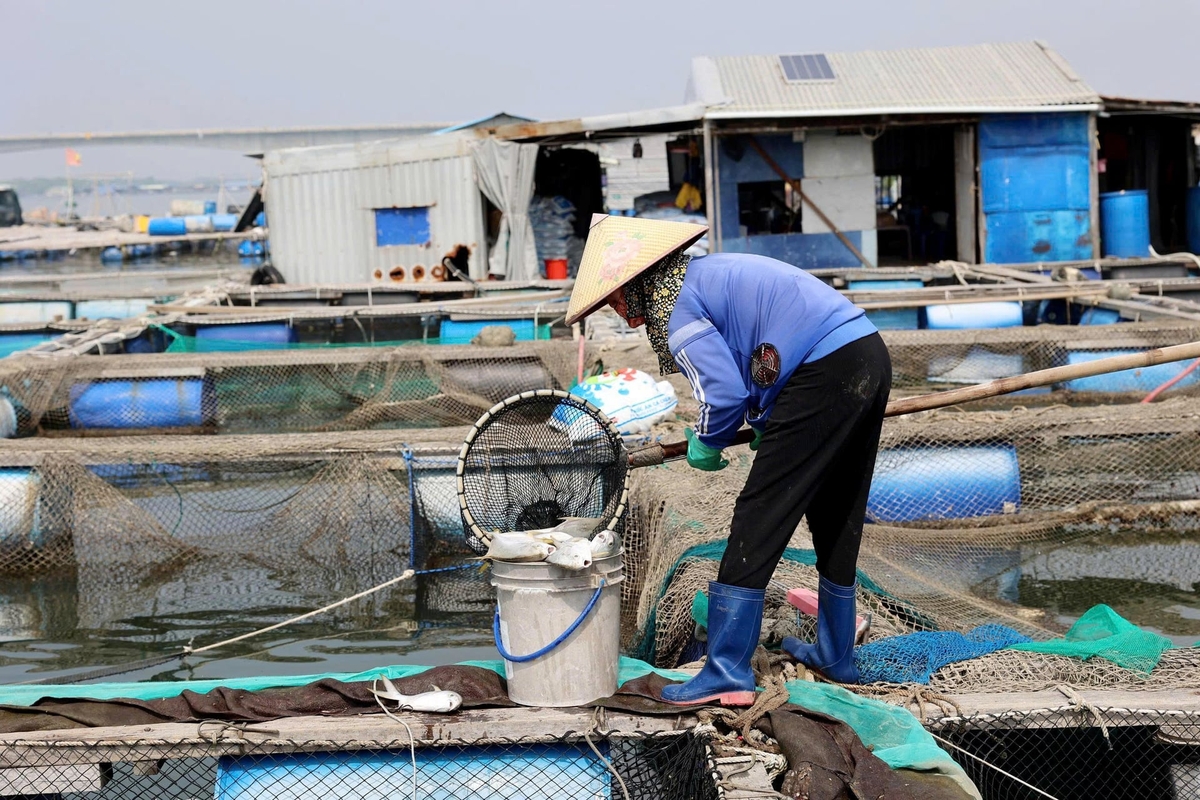Người nuôi cá lồng đang thu xác cá chết lại để đi tiêu hủy, tránh ảnh hưởng đến môi trường nuôi khác. Ảnh: Vân Anh.