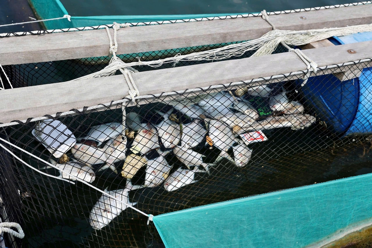 Cá lồng bè tại sông Chà Và (xã Long Sơn) bị chết bất thường, chưa rõ nguyên nhân. Ảnh: Vân Anh.