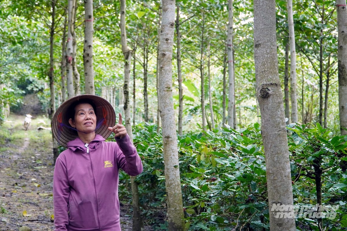 Cà phê dưới tán rừng tạo ra sản phẩm chất lượng và đứng trước cơ hội tham gia thị trường tín chỉ các bon. Ảnh: Võ Dũng.
