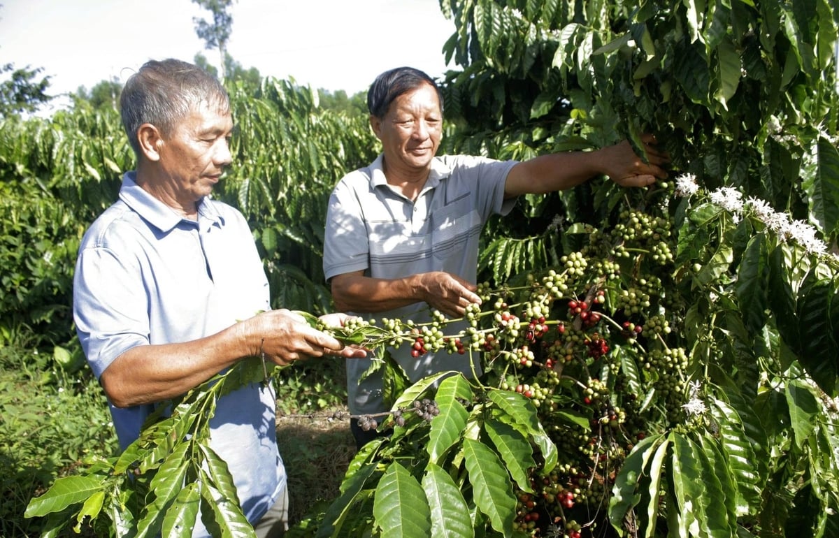 Nông dân xã Kim Long, Bình Giã kiểm tra vườn cà phê xanh lùn đang vào vụ, giống cho năng suất cao, dễ chăm sóc. Ảnh: Song Bình.
