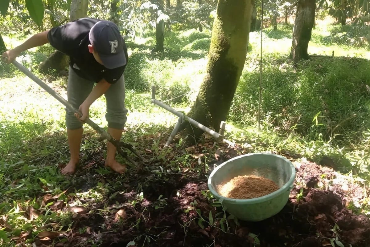 Nông dân thực hiện giải pháp khắc phục tồn dư cadimi trong đất. Ảnh: Minh Đảm. Nông dân thực hiện giải pháp khắc phục tồn dư cadimi trong đất. Ảnh: Minh Đảm.