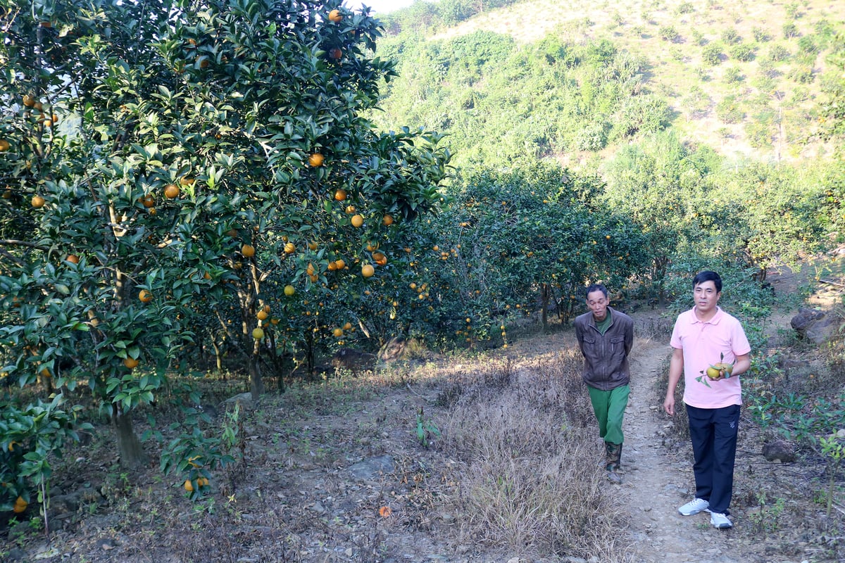 Cán bộ Phòng Kinh tế xã Phúc Khánh thăm mô hình trồng cam tại thôn Trĩ Ngoài. Ảnh: Bích Hợp.