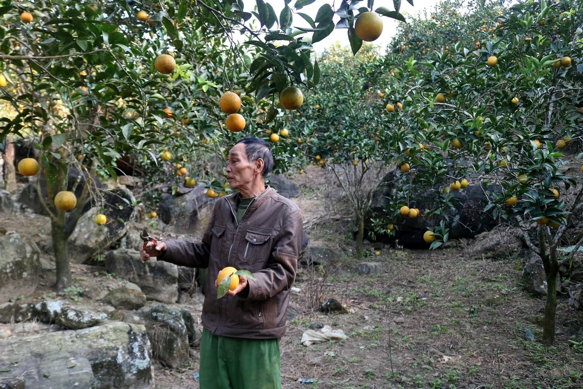 Mô hình trồng cam cho thu nhập hàng trăm triệu đồng/năm của gia đình ông Chiêu Tiến Lên, thôn Trĩ Ngoài, xã Phúc Khánh. Ảnh: Bích Hợp.