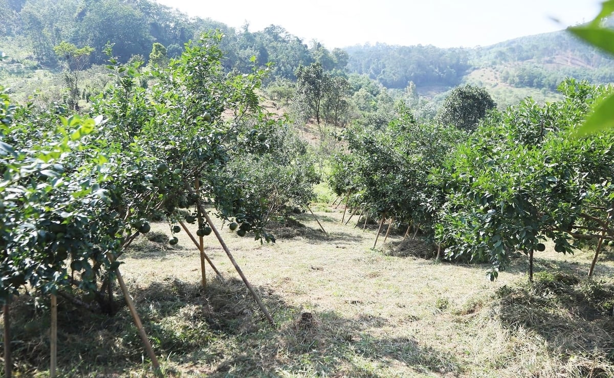 Các dự án ứng dụng tiến bộ khoa học công nghệ vào sản xuất, nhân giống, góp phần nâng cao chất lượng và tuổi thọ cây ăn quả có múi đặc sản. Ảnh: Thanh Nga.