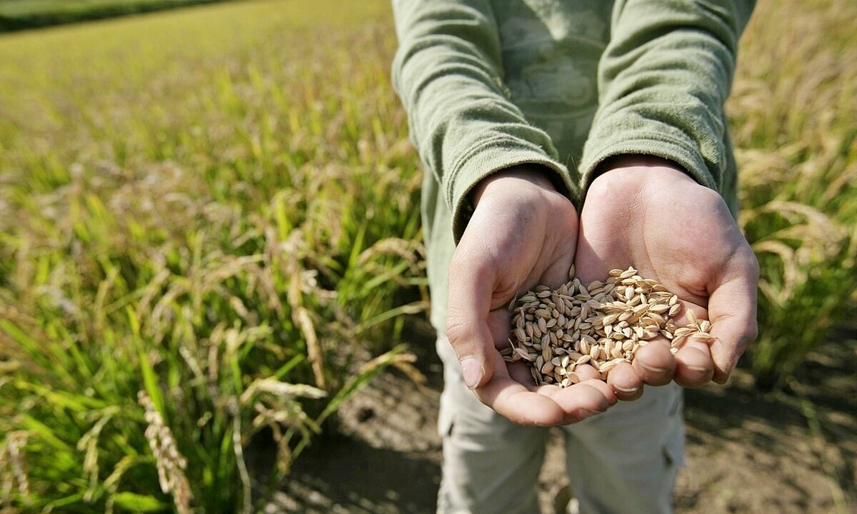 Cập nhật giá lúa gạo hôm nay 2/12/2025 mới nhất