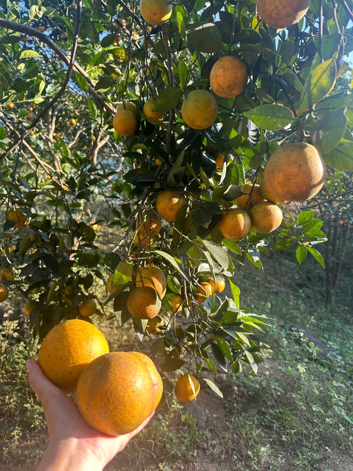 Những trái cam vàng óng, trĩu cành tại vườn cam của gia đình ông Chiêu Tiến Lên. Ảnh: Bích Hợp.