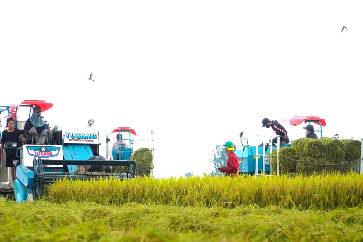 Tham gia Đề án 1 triệu ha lúa chất lượng cao, phát thải thấp, nông dân TP Cần Thơ tăng lợi nhuận từ 1,3 - 6,5 triệu đồng/ha so với ngoài mô hình. Ảnh: Kim Anh. Tham gia Đề án 1 triệu ha lúa chất lượng cao, phát thải thấp, nông dân TP Cần Thơ tăng lợi nhuận từ 1,3 - 6,5 triệu đồng/ha so với ngoài mô hình. Ảnh: Kim Anh.