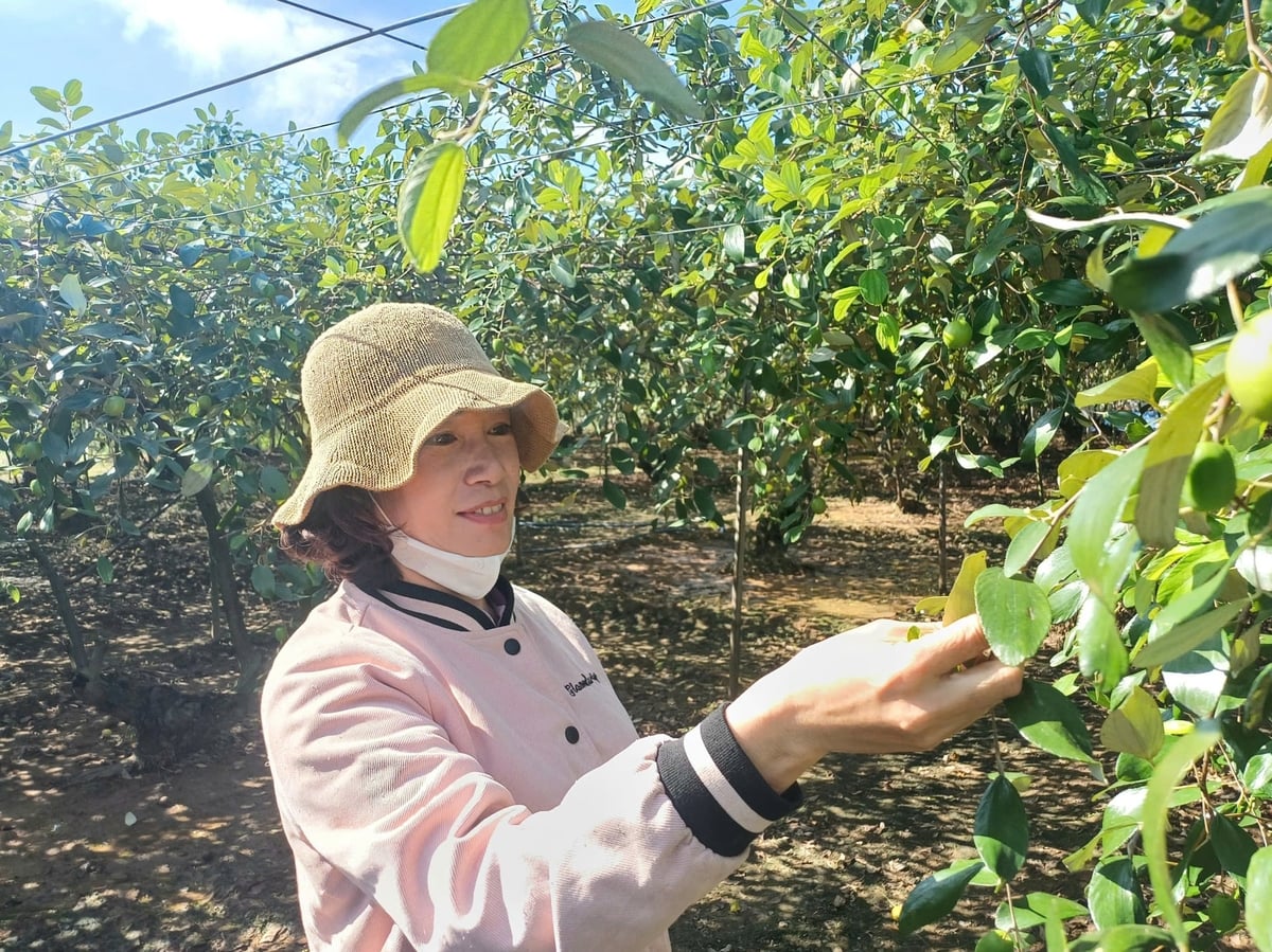 Chị Nguyễn Thị Vân cho biết, trồng táo leo giàn dễ chăm sóc và cho năng suất cao. Ảnh: Hoàng Phong.