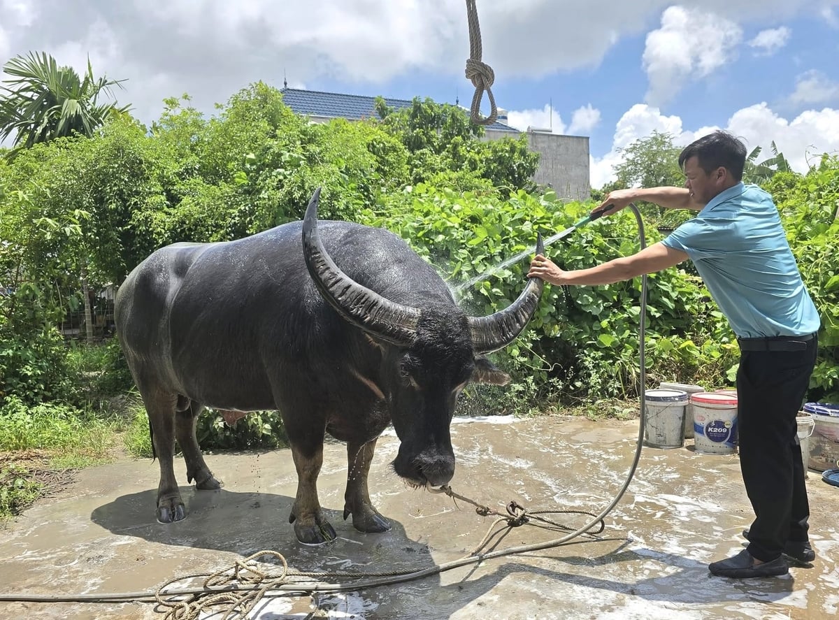 Nuôi trâu chọi ở phường Nam Đồ Sơn. Ảnh: Đinh Mười.