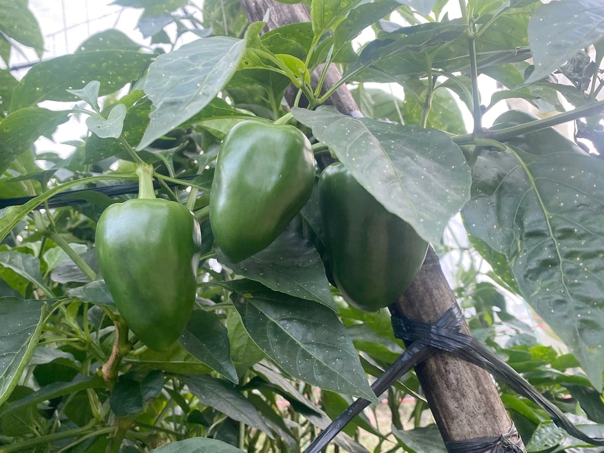 Những trái ớt chuông được trồng trong nhà màng có chất lượng cao, mẫu mã đẹp hơn hẳn trồng ngoài trời. Ảnh: Bích Hợp.