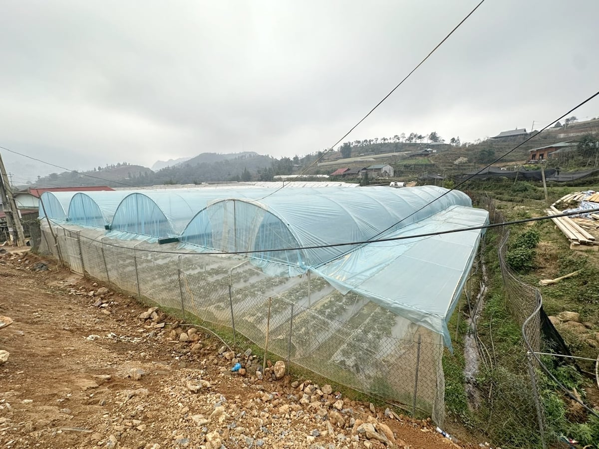 Với 86,62ha áp dụng nông nghiệp công nghệ cao, xã Tả Phìn thu về hơn 100 tỷ mỗi năm. Ảnh: Bích Hợp.