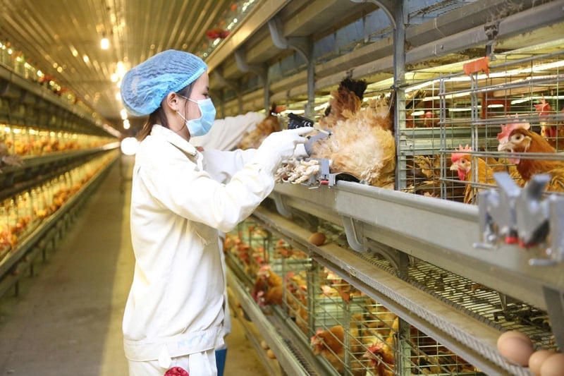Dabaco là một trong những doanh nghiệp tiên phong tại Việt Nam áp dụng khoa học, công nghệ và giải pháp nhằm kiểm soát để tiến tới loại bỏ việc sử dụng kháng sinh trong phòng bệnh cho gà. Ảnh: Tùng Đinh. Dabaco là một trong những doanh nghiệp tiên phong tại Việt Nam áp dụng khoa học, công nghệ và giải pháp nhằm kiểm soát để tiến tới loại bỏ việc sử dụng kháng sinh trong phòng bệnh cho gà. Ảnh: Tùng Đinh.