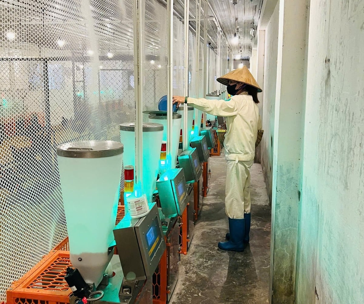 Việc ứng dụng đồng bộ công nghệ di truyền và IoT đã mang lại hiệu quả rõ nét trong công tác chọn tạo giống Mía số 1 Dabaco. Ảnh: Trần Quang. Việc ứng dụng đồng bộ công nghệ di truyền và IoT đã mang lại hiệu quả rõ nét trong công tác chọn tạo giống Mía số 1 Dabaco. Ảnh: Trần Quang.