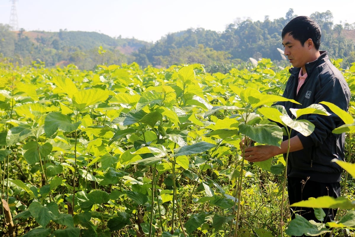 Chuyển đổi từ cây ngô, cây sắn kém hiệu quả sang trồng dâu nuôi tằm giúp người dân xã Phúc Khánh có thu nhập gấp 2 - 3 lần trước đây. Ảnh: Bích Hợp. 