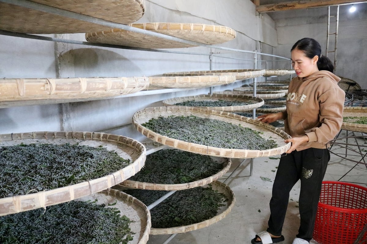 Gia đình chị Ngô Thị Diên, thôn Cóc Khiểng, một hộ trồng dâu nuôi tằm tại xã Phúc Khánh, Lào Cai. Ảnh: Bích Hợp.