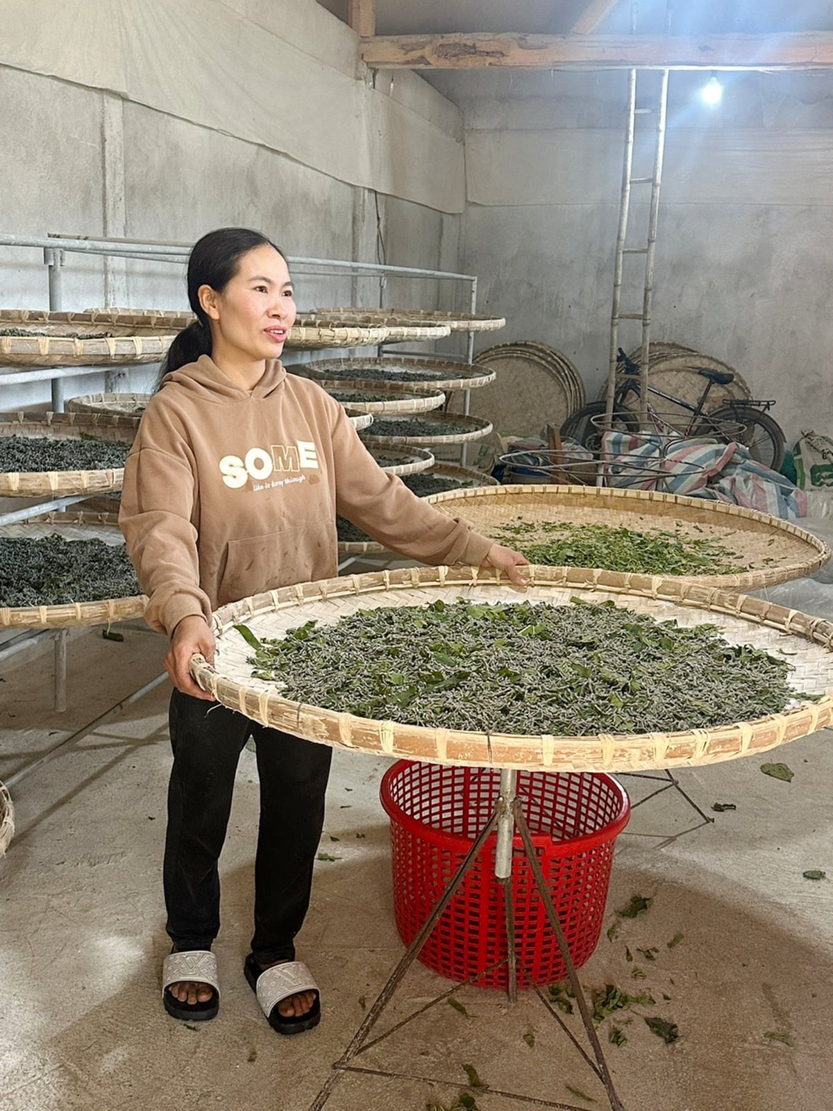 Chị Ngô Thi Diên, thôn Cóc Khiểng, xã Phúc Khánh đang chăm sóc những nong tằm giống chuẩn bị xuất bán trong mô hình trồng dâu nuôi tằm của gia đình mình. Ảnh: Bích Hợp.