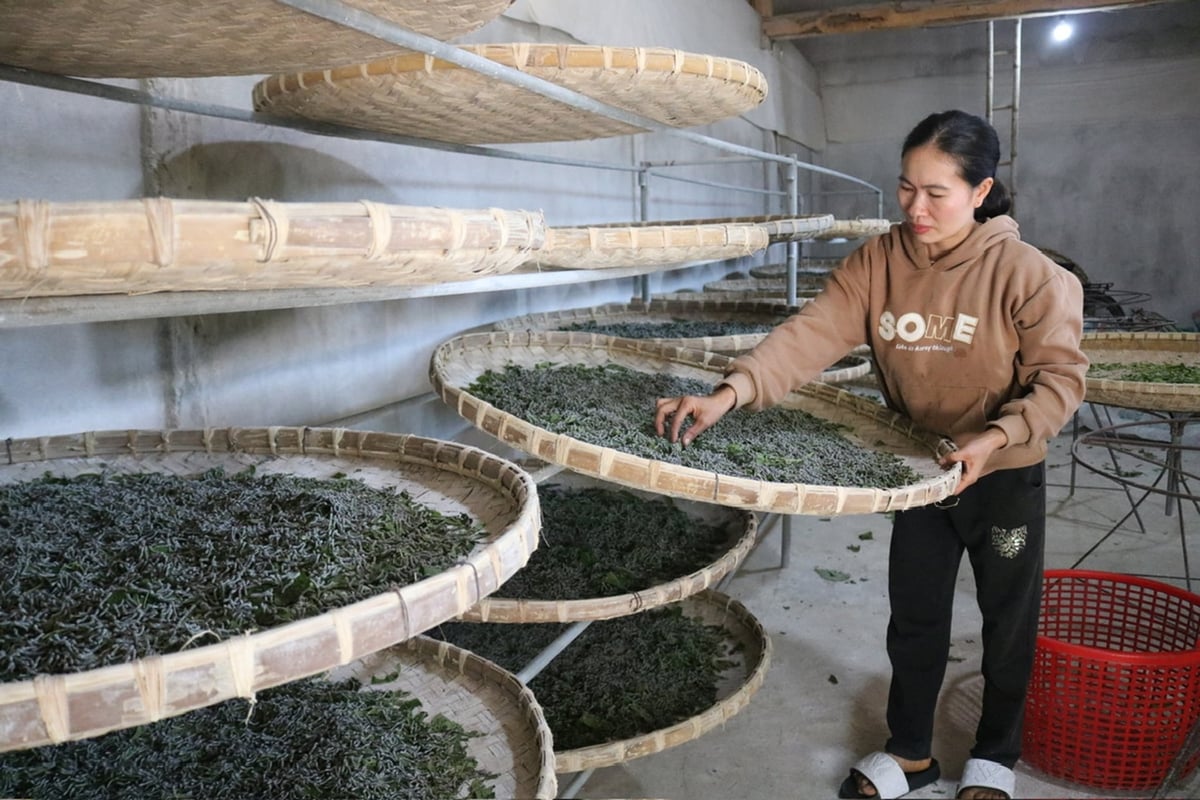 Nghề trồng dâu nuôi tằm tại xã Phúc Khánh, tỉnh Lào Cai đang là một sinh kế mới giúp người dân phát triển kinh tế thoát nghèo. Ảnh: Bích Hợp.
