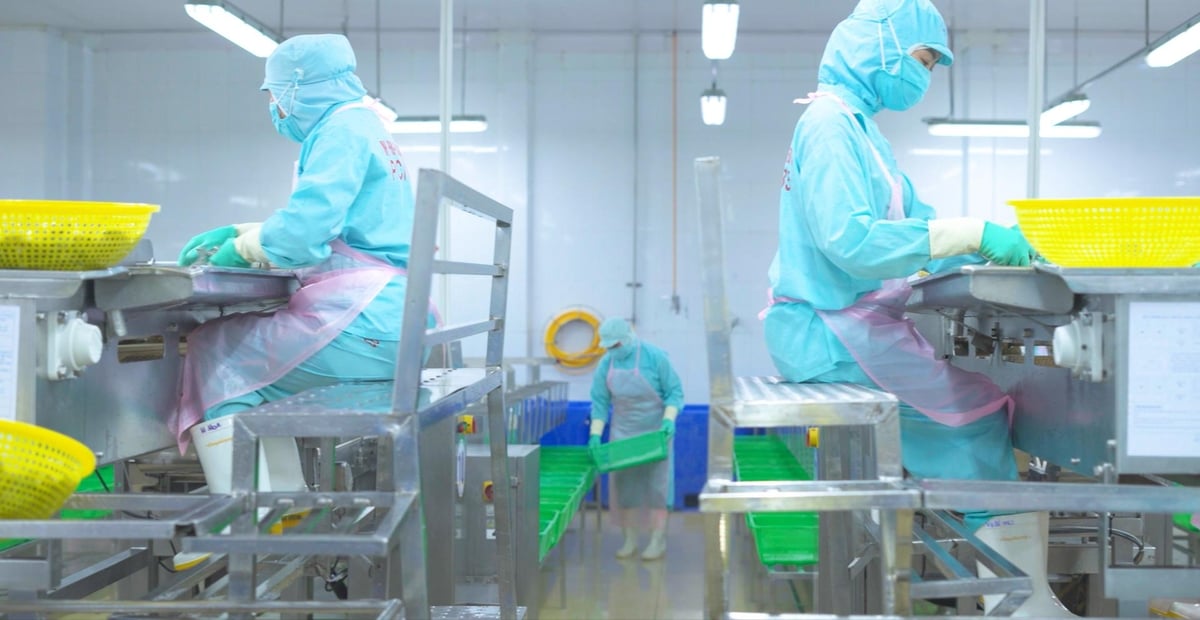 Minh Phú hiện đang triển khai mô hình chuỗi giá trị tôm gồm: sản xuất giống, dinh dưỡng, kỹ thuật nuôi, chế biến và xuất khẩu.