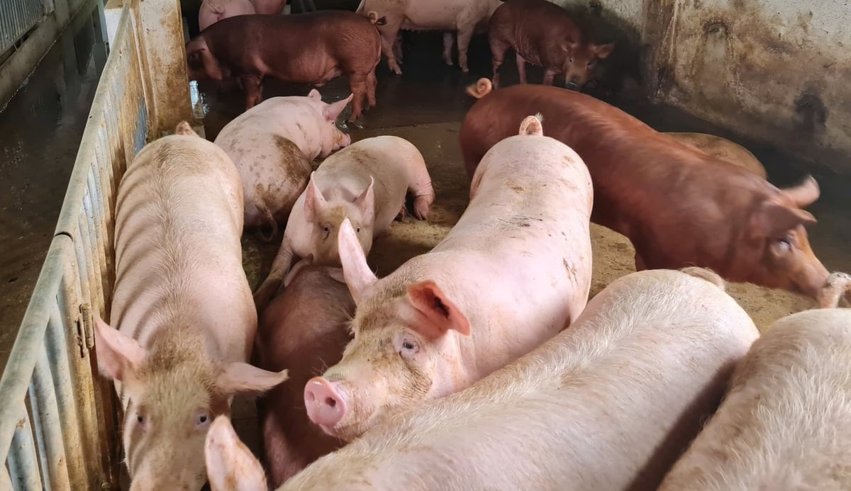 Dưới sự tham mưu kịp thời của Chi cục Chăn nuôi và Thú y, dịch tả lợn Châu Phi tại Nghệ An cơ bản đã được kiểm soát. Ảnh: Việt Khánh. 