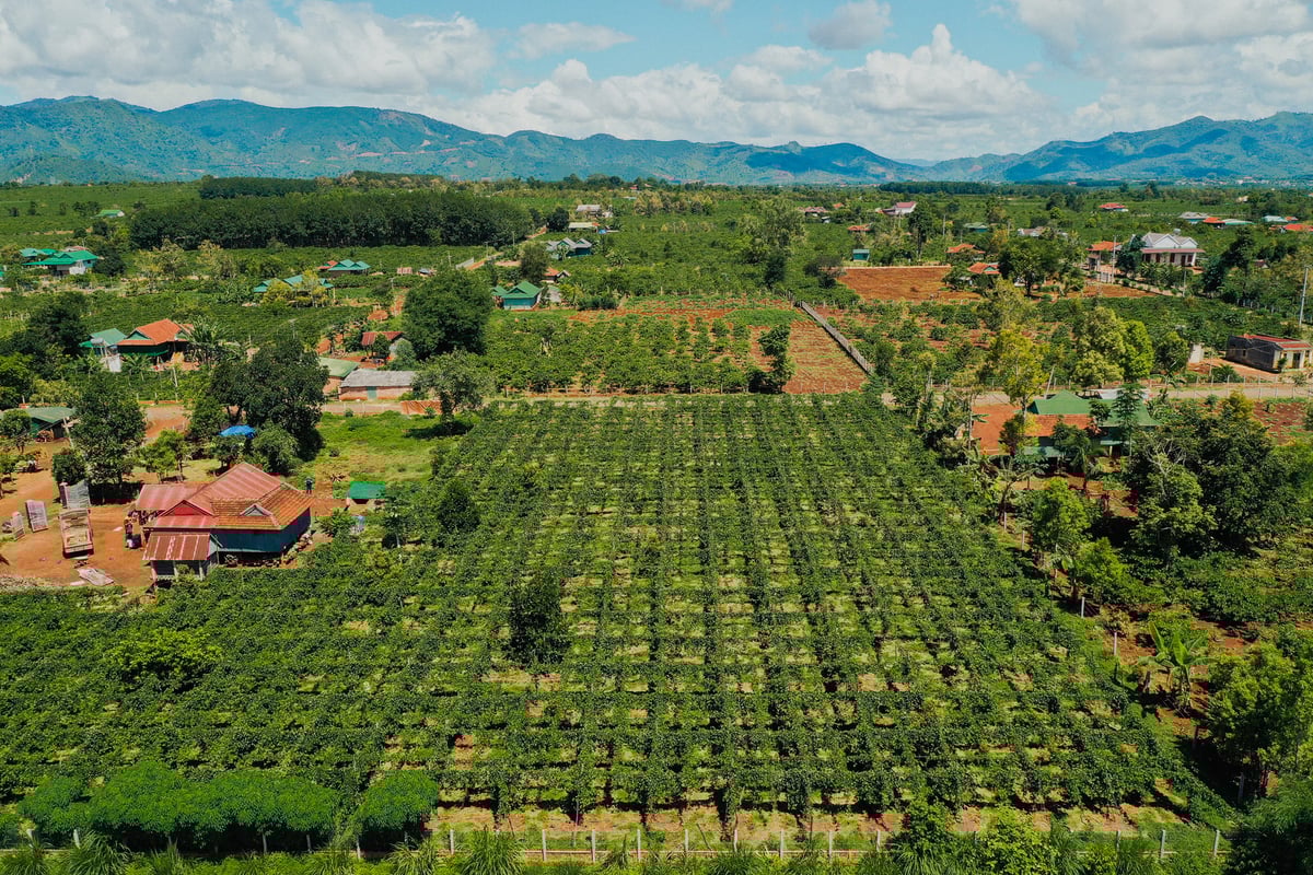 Nafoods đang xây dựng những vườn chanh leo đạt chuẩn xuất khẩu. Ảnh: Tuấn Anh.