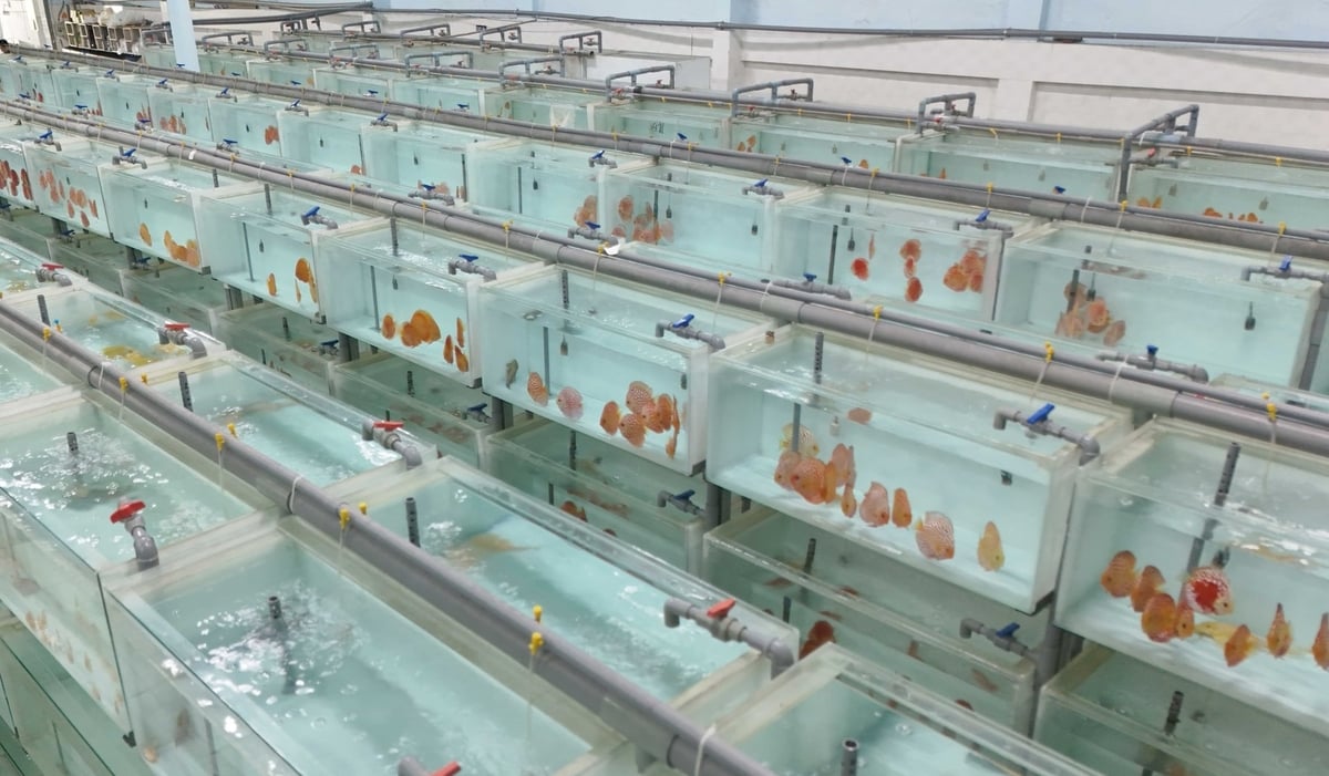 Nhiều doanh nghiệp, HTX cá cảnh tại TP.HCM đang tăng quy mô, loài và tìm kiếm thêm các thị trường mới để phát triển ngành đúng với tiềm năng, kỳ vọng. Ảnh: Lê Bình.