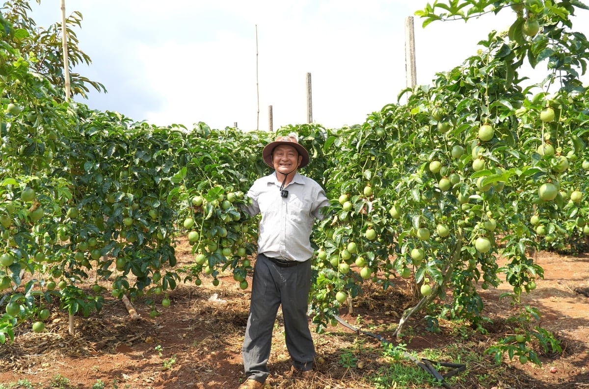Cần liên kết theo chuỗi để phát triển bền vững ngành hàng chanh leo. Ảnh: Tuấn Anh.