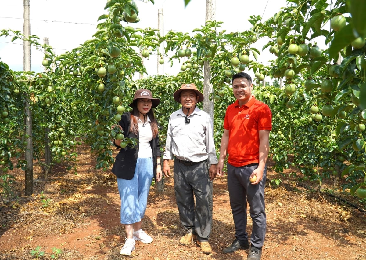 Đến lúc cần tái thiết ngành hàng chanh leo theo hướng bền vững hơn. Ảnh: Tuấn Anh.