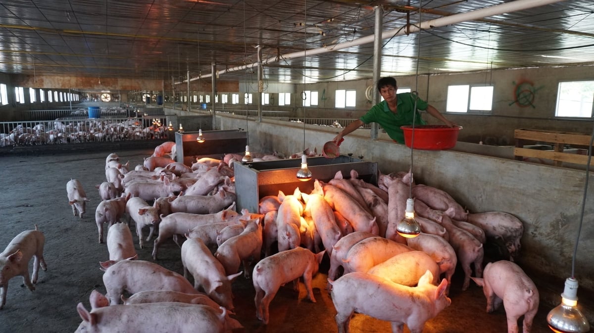 Đàn vật nuôi tại Tây Ninh cơ bản đáp ứng đủ nguồn cung cho thị trường Tết Bình Ngọ 2026. Ảnh: Trần Trung.