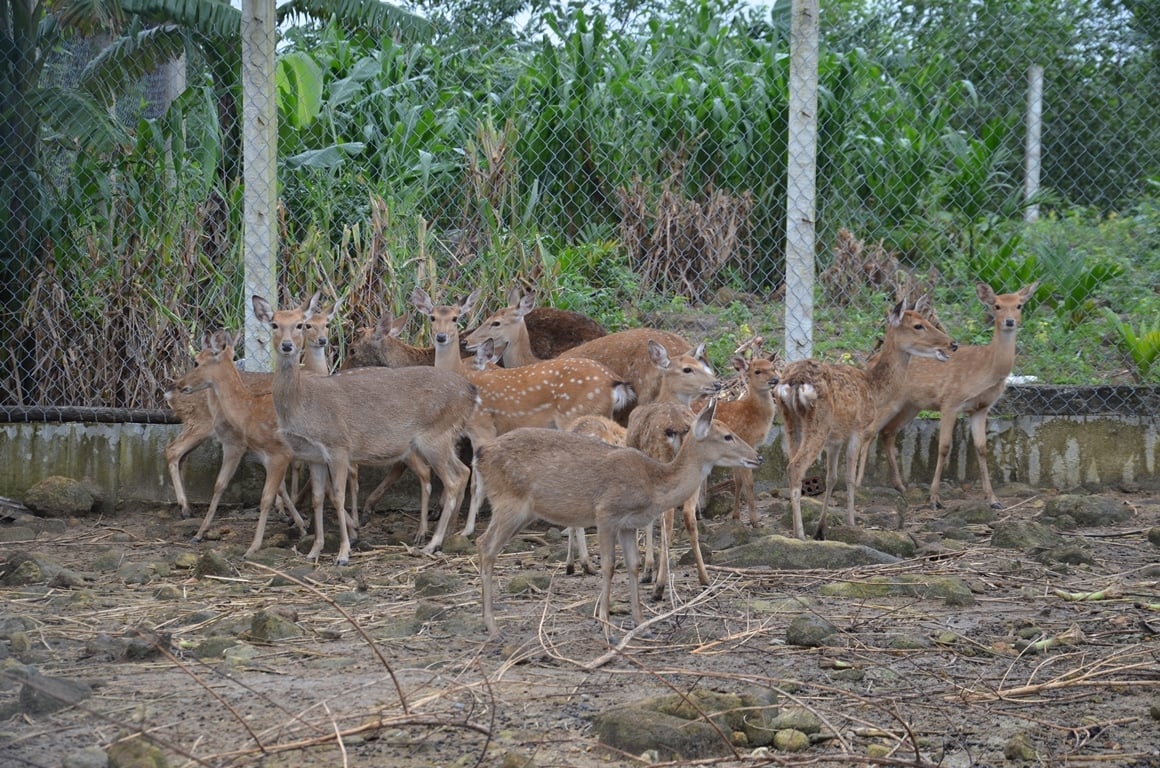  Mô hình nuôi hươu giúp gia đình anh Trải có thu nhập khoảng 150 - 200 triệu đồng mỗi năm. Ảnh: V.H.