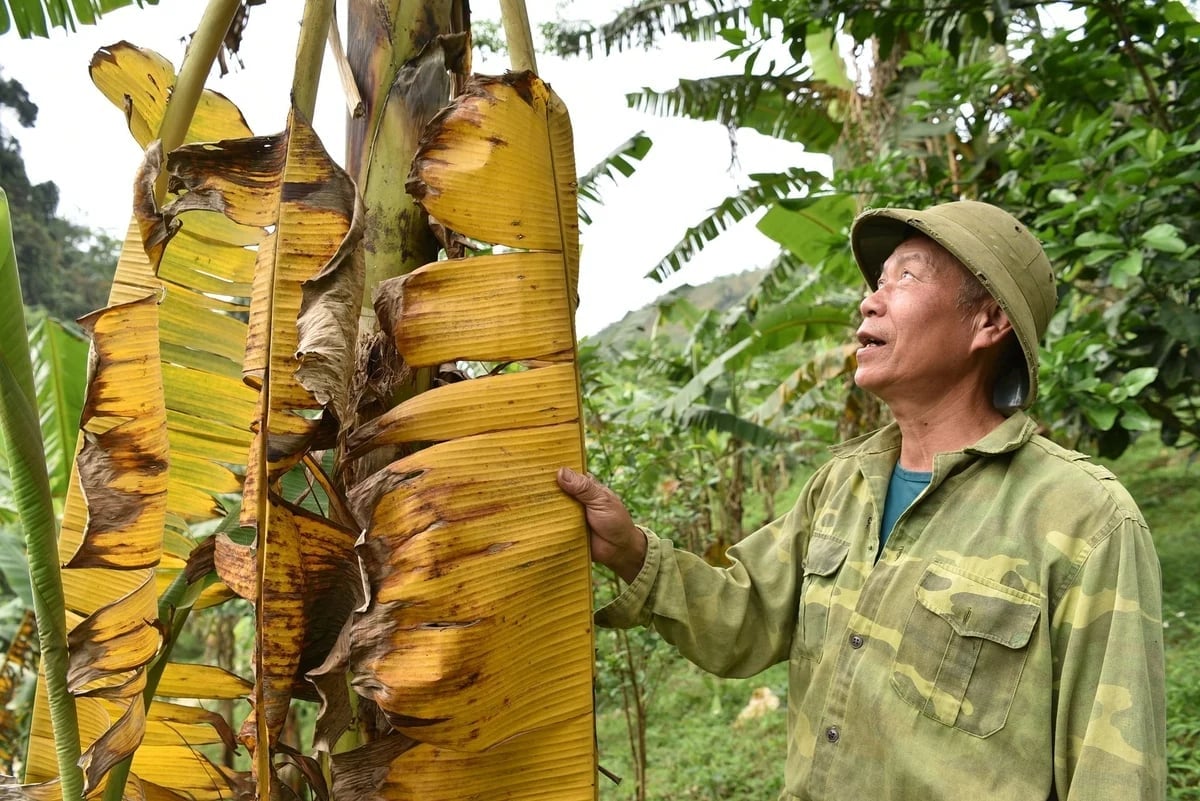 Cây chuối bị bệnh Panama. Ảnh: Dương Đình Tường.
