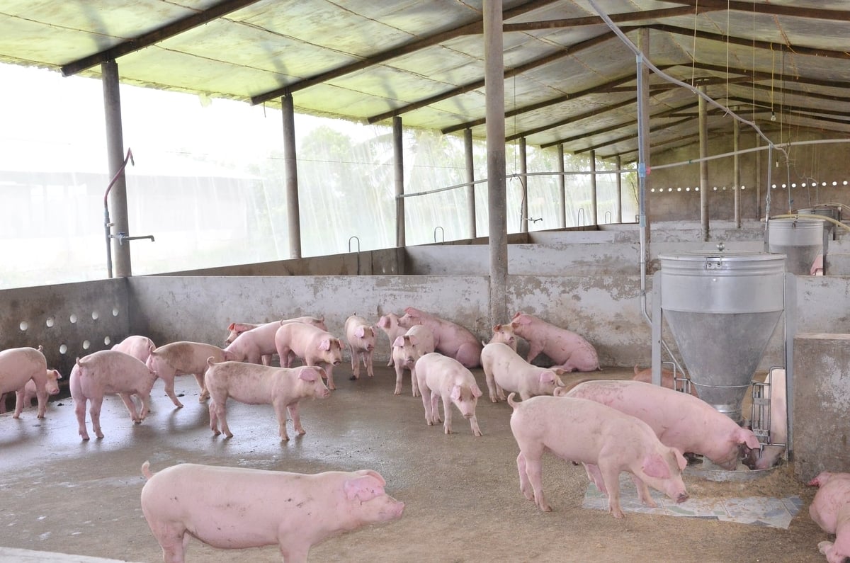 Chăn nuôi heo an toàn sinh học. Ảnh: Minh Đảm.