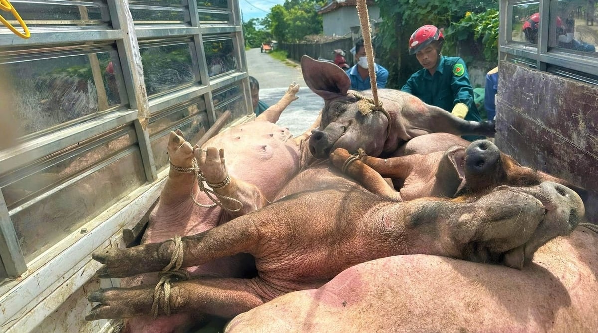 Dịch tả lợn Châu Phi có lúc khiến ngành chăn nuôi Nghệ An điêu đứng. Ảnh: Việt Khánh.