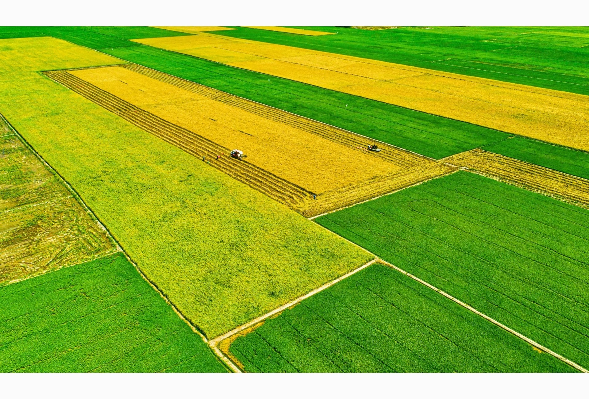 Trong sản xuất nông nghiệp nói chung và sản xuất lúa gạo giảm phát thải nói riêng, chuỗi liên kết giữ vai trò đặc biệt quan trọng. Ảnh: Hồng Thắm.